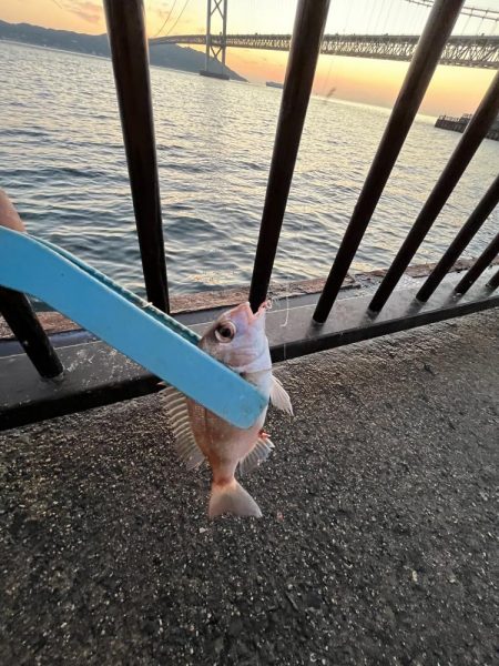 サビキもまだギリギリ