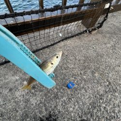 サビキまだギリギリいける