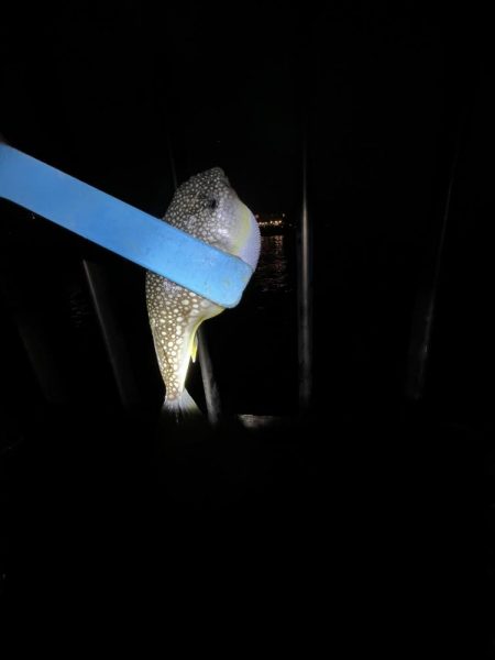 ゲゲゲの外道の日　サビキの冬の巻