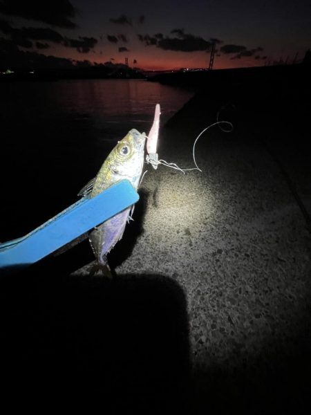 サビキまだまだいける②