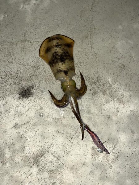 仕事帰りエギング③