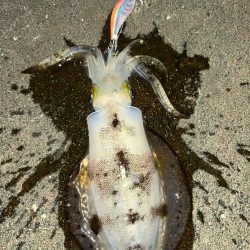 仕事帰りエギング④