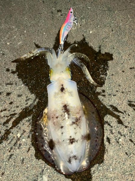 仕事帰りエギング④