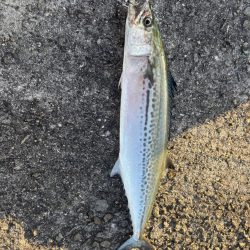 初サゴっつわぁん〜