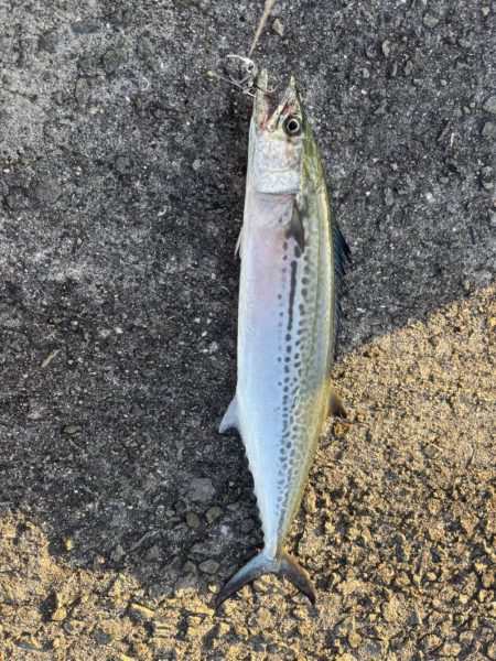 初サゴっつわぁん〜