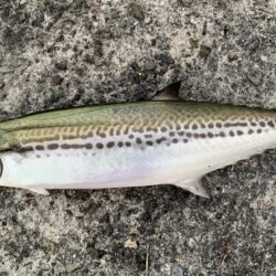 朝マヅメサゴシ