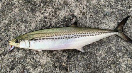 朝マヅメサゴシ