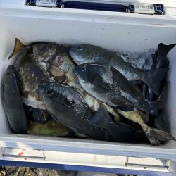 たかたかの釣り日記