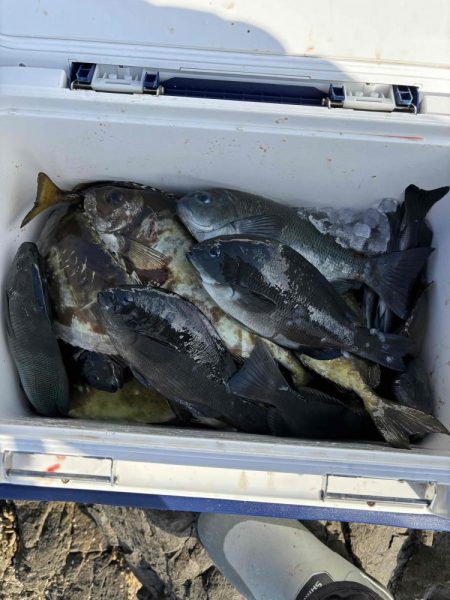 たかたかの釣り日記