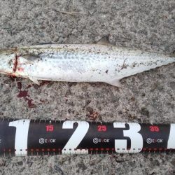 大阪湾サゴシ絶好調 ホームでサゴシ2匹