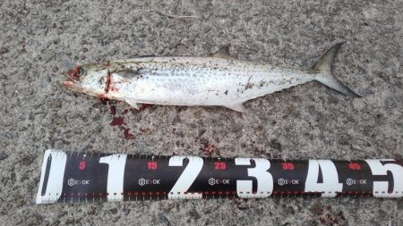 大阪湾サゴシ絶好調 ホームでサゴシ2匹