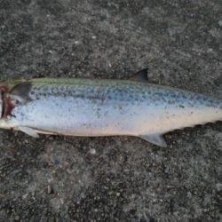 ホームでショアジギング、サゴシ53㎝