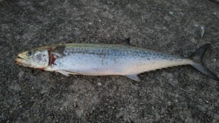 ホームでショアジギング、サゴシ53㎝