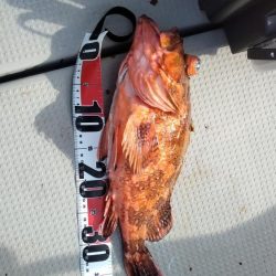 舞鶴沖でショアジギング 44cmの巨大ガシラゲット!