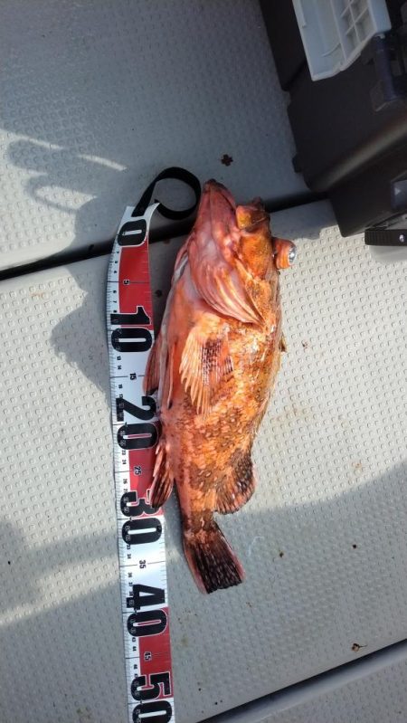 舞鶴沖でショアジギング　44cmの巨大ガシ…