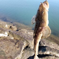 狙って、フラットが釣れた。釣行時間10分チ…