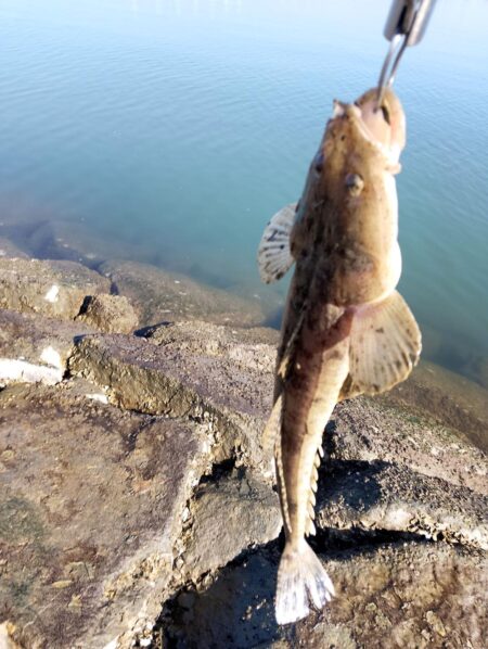 狙って、フラットが釣れた。釣行時間10分チ…
