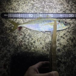 雨の前アジング