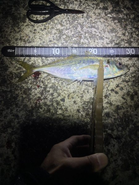 雨の前アジング