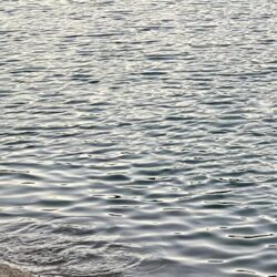 序盤　ヒラスズキ　