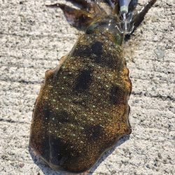 スーパーシャロー