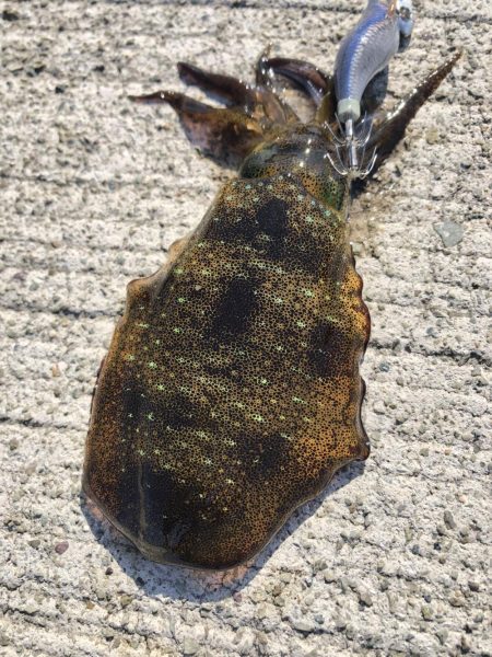 スーパーシャロー