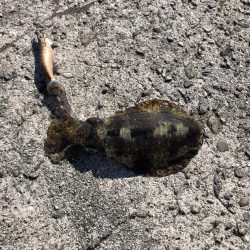 お正月のイカ探し