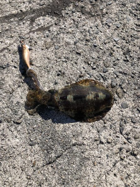 お正月のイカ探し