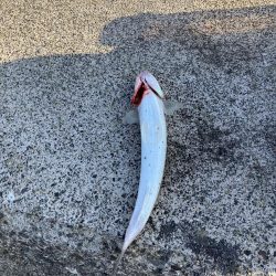 サゴシ宮津〜舞鶴ランガン