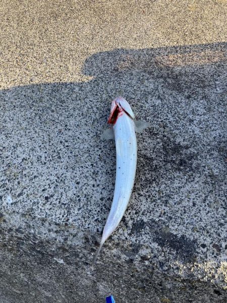 サゴシ宮津〜舞鶴ランガン