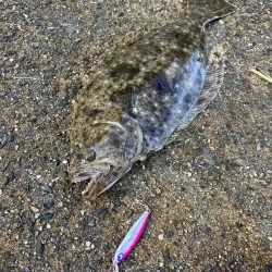 ヒラメ43、イトヨリダイ42cm