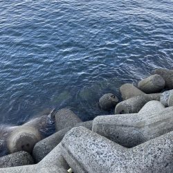 貝塚人工島でショアジギ