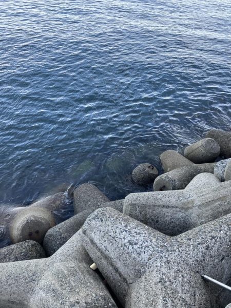 貝塚人工島でショアジギ