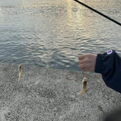 シーズン終盤でもキス釣れます