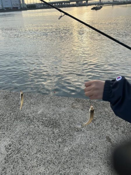 シーズン終盤でもキス釣れます