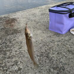 五目釣りは楽し過ぎ