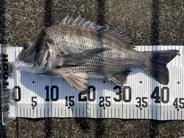 イチノ兄弟、釣果！