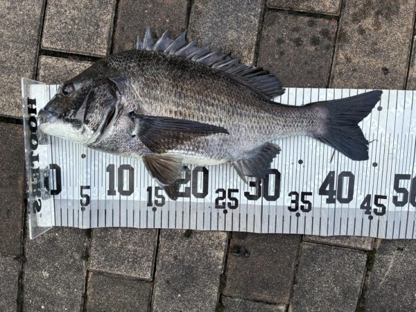 イチノ兄弟、釣果！