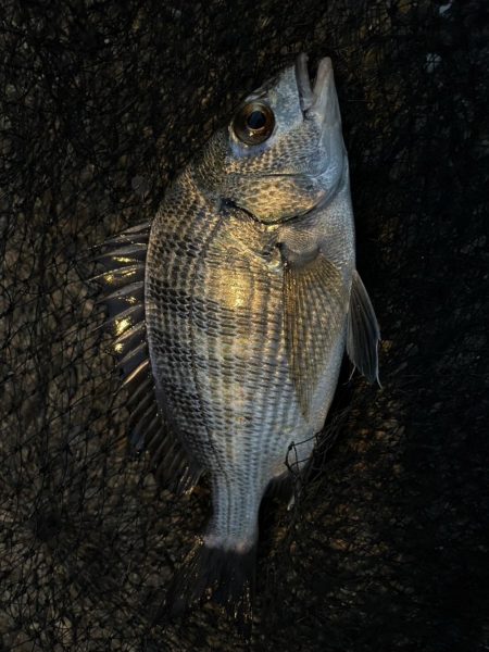 イチノ兄弟、釣果！