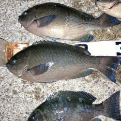 良型グレ入れ食い！