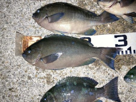 良型グレ入れ食い！