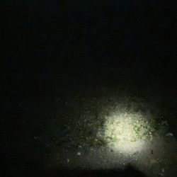 ちょい投げとウキフカセ