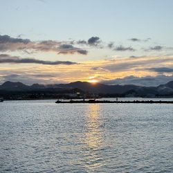 サゴシは釣れなくなったのか….？