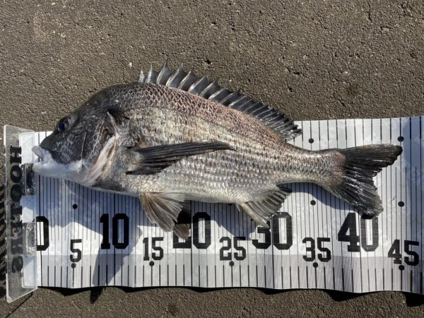 イチノ兄弟、釣果！