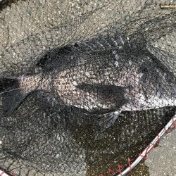 イチノ兄弟、釣果！