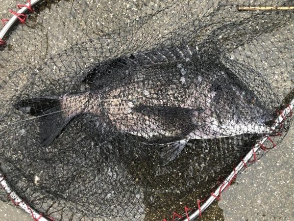 イチノ兄弟、釣果！