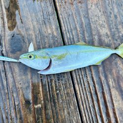 筏ショアジギング&エギング