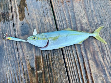 筏ショアジギング＆エギング