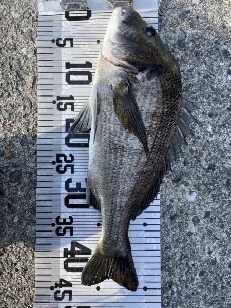 イチノ兄弟、釣果！