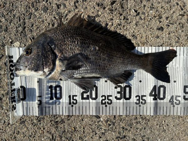 イチノ兄弟、釣果！